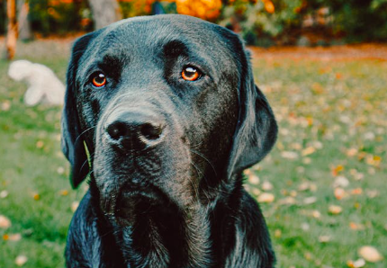 Perdono il cane in mare tra le correnti a Pellestrina